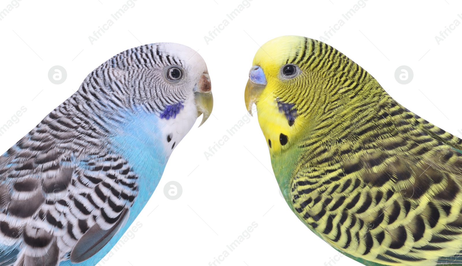 Photo of Beautiful bright parrots on white background. Exotic pets