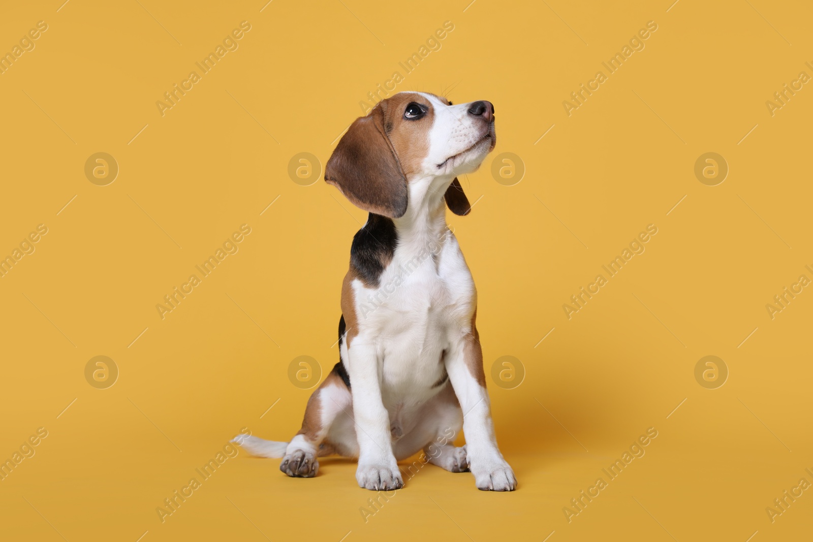 Photo of Cute Beagle puppy on yellow background. Adorable pet