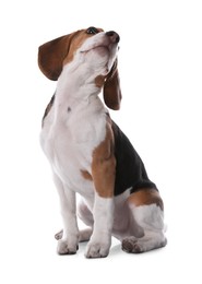 Cute Beagle puppy on white background. Adorable pet