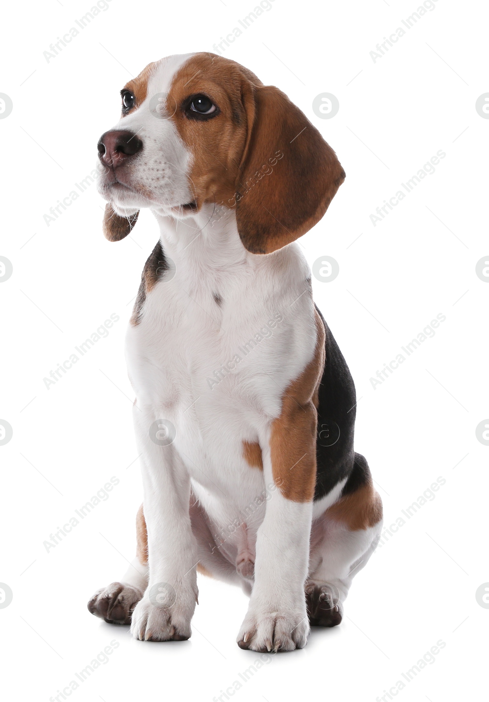 Photo of Cute Beagle puppy on white background. Adorable pet