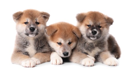 Photo of Adorable Akita Inu puppies on white background