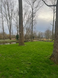 Photo of Beautiful trees and green grass near lake in park