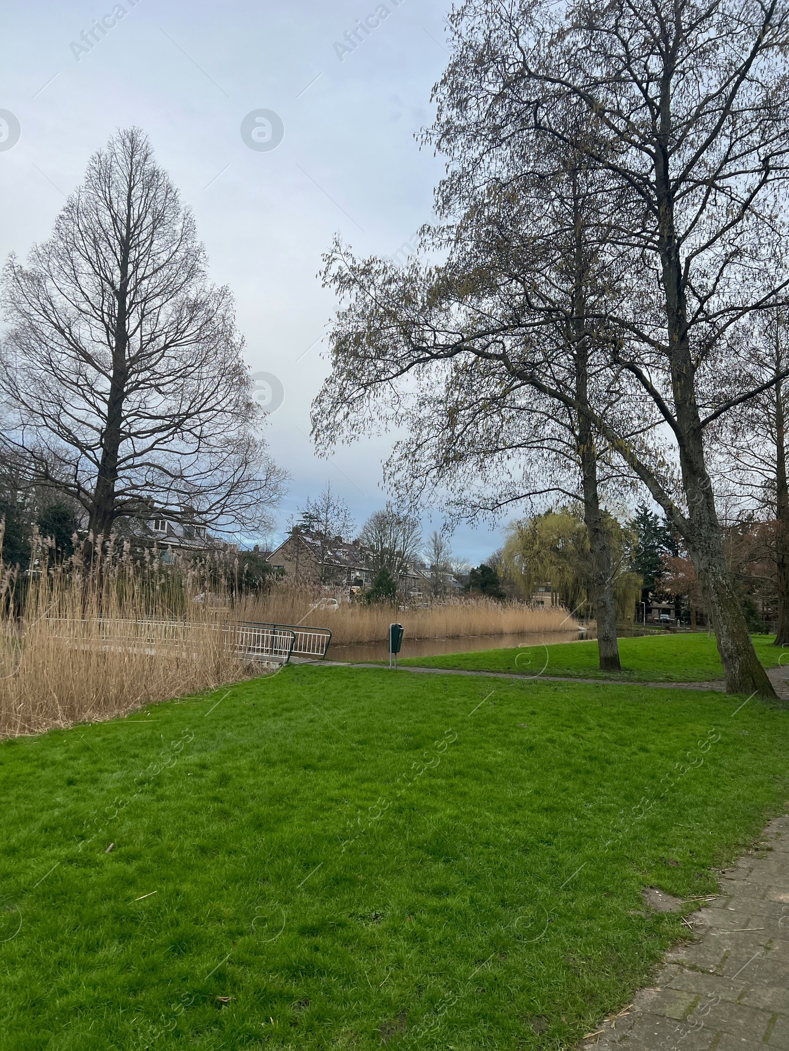 Photo of Beautiful trees and green grass near lake in park