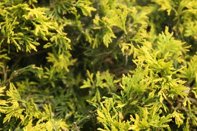 Cobweb on green thuja shrub outdoors, closeup