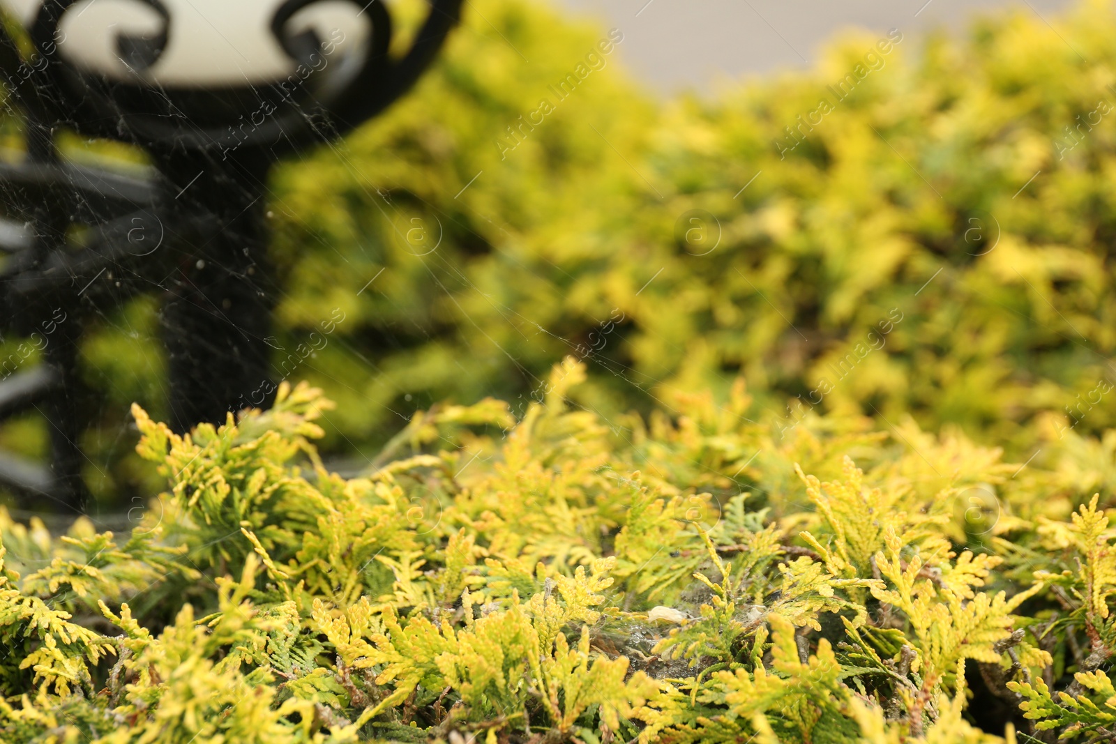 Photo of Cobweb on green thuja shrub outdoors, closeup