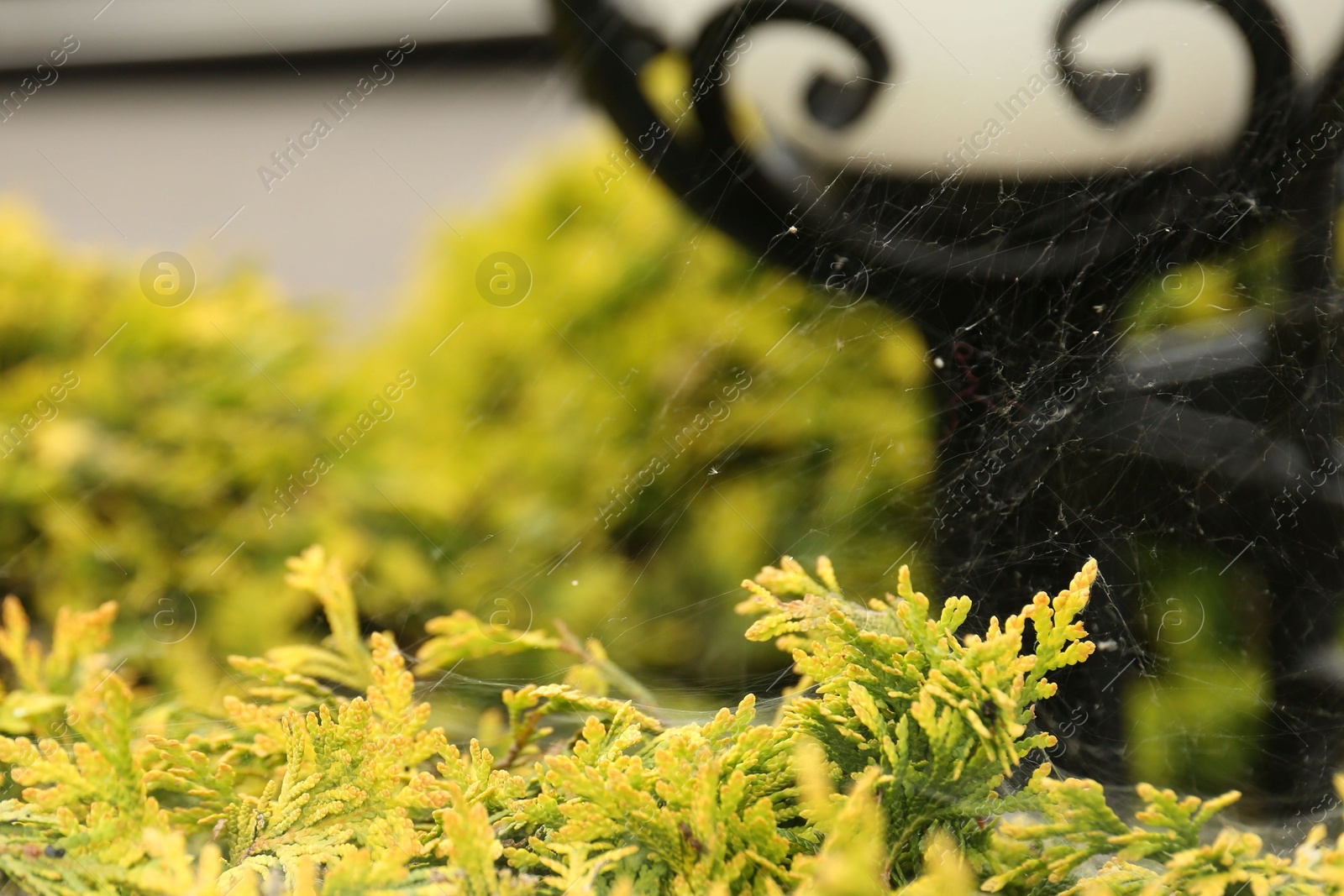 Photo of Cobweb on green thuja shrub outdoors, closeup