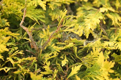 Cobweb with dew drops on thuja shrub outdoors, closeup