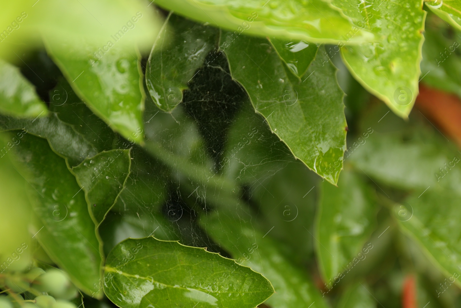 Photo of Cobweb with dew drops on mahonia shrub outdoors, closeup