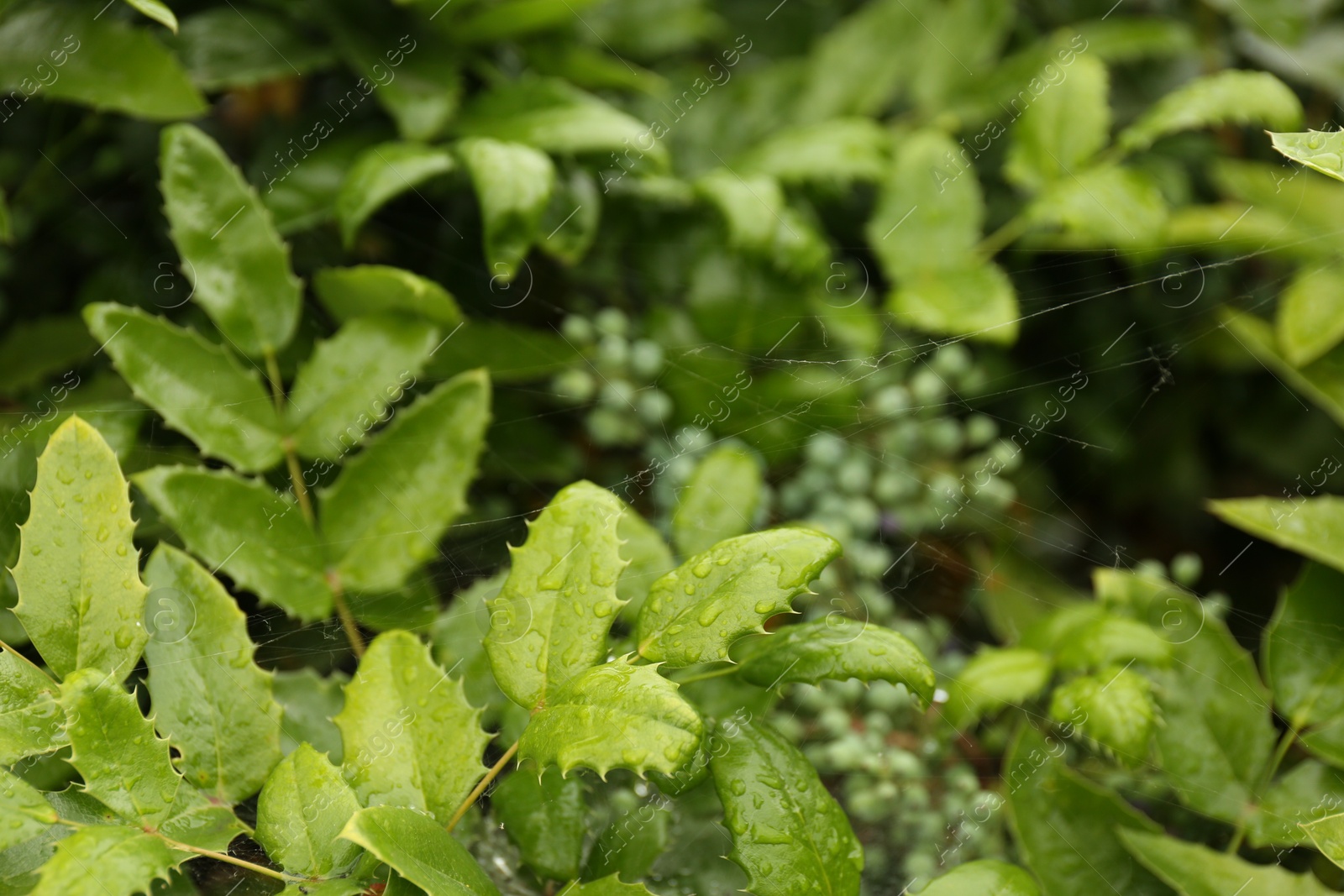 Photo of Cobweb with dew drops on mahonia shrub outdoors, closeup