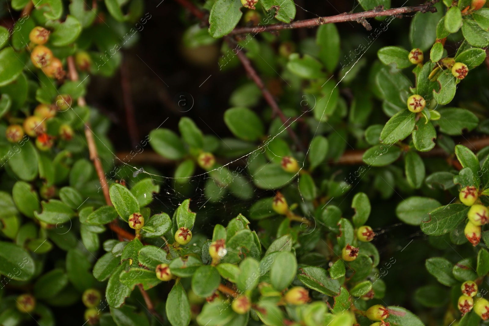 Photo of Cobweb on green cotoneaster shrub outdoors, closeup