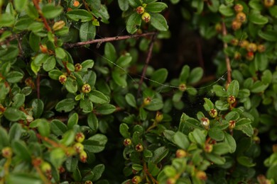 Photo of Cobweb on green cotoneaster shrub outdoors, closeup