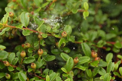 Photo of Cobweb with dew drops on Cotoneaster shrub outdoors, closeup