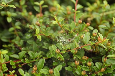 Photo of Cobweb with dew drops on Cotoneaster shrub outdoors, closeup