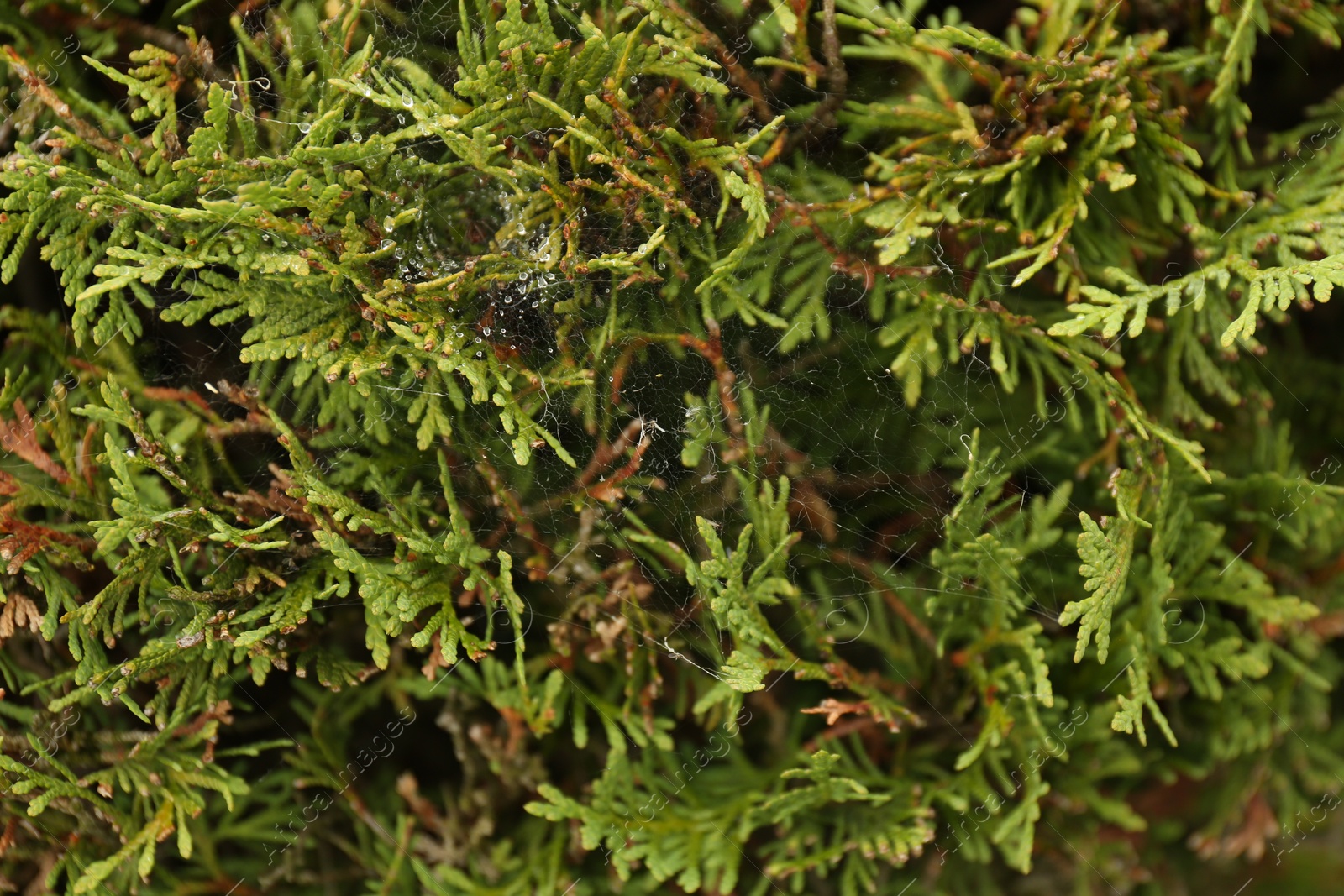 Photo of Cobweb with dew drops on thuja shrub outdoors, closeup