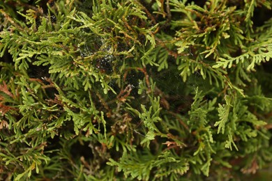 Cobweb with dew drops on thuja shrub outdoors, closeup