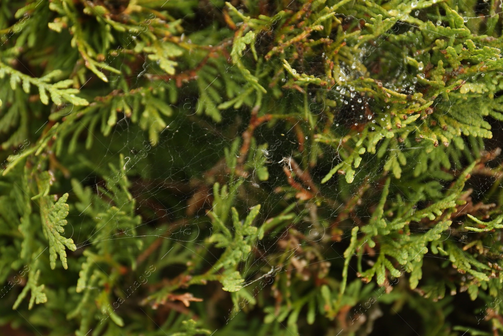Photo of Cobweb with dew drops on thuja shrub outdoors, closeup