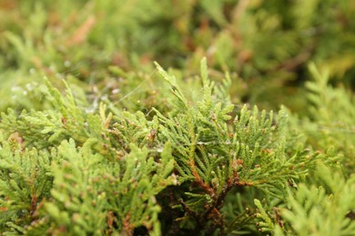 Photo of Cobweb with dew drops on thuja shrub outdoors, closeup