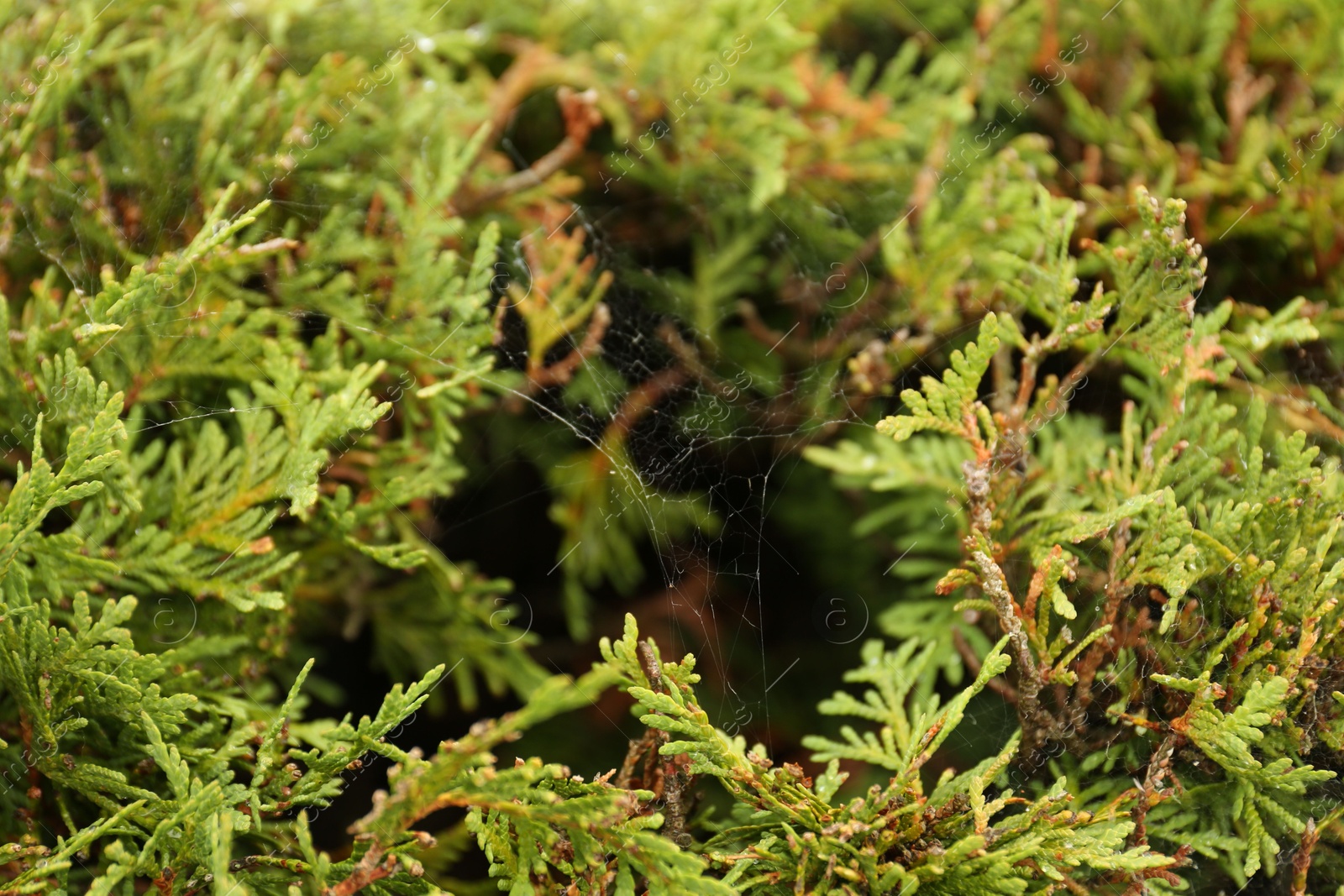 Photo of Cobweb on green thuja shrub outdoors, closeup