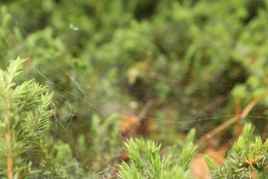 Cobweb on green juniper shrub outdoors, closeup
