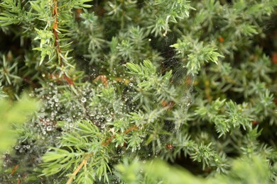 Cobweb with dew drops on juniper shrub outdoors, closeup