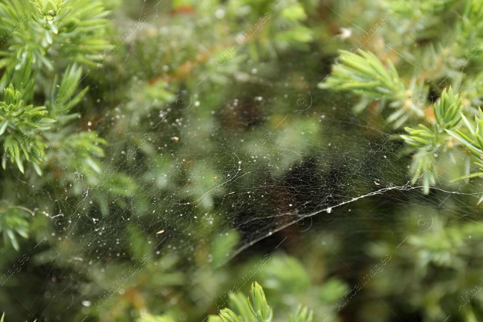 Photo of Cobweb on green juniper shrub outdoors, closeup