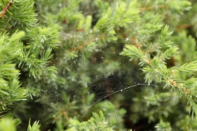 Photo of Cobweb on green juniper shrub outdoors, closeup