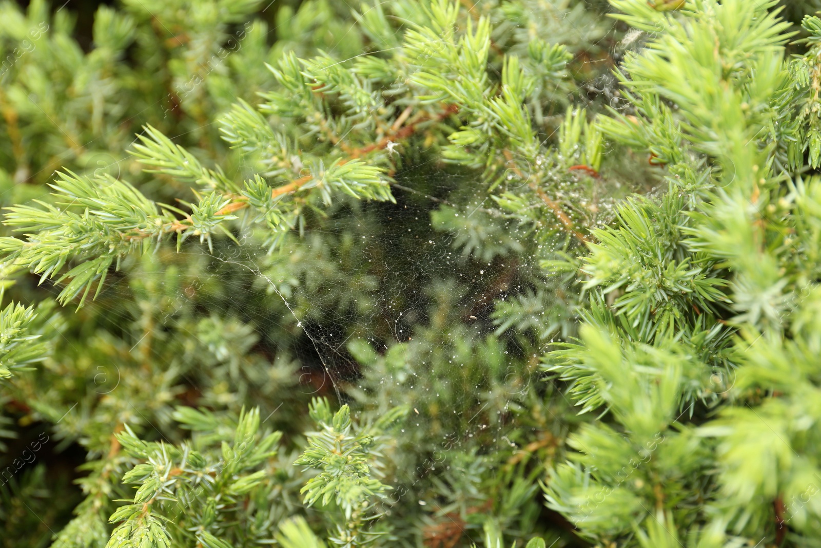 Photo of Cobweb on green juniper shrub outdoors, closeup