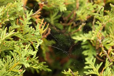 Cobweb on green thuja shrub outdoors, closeup