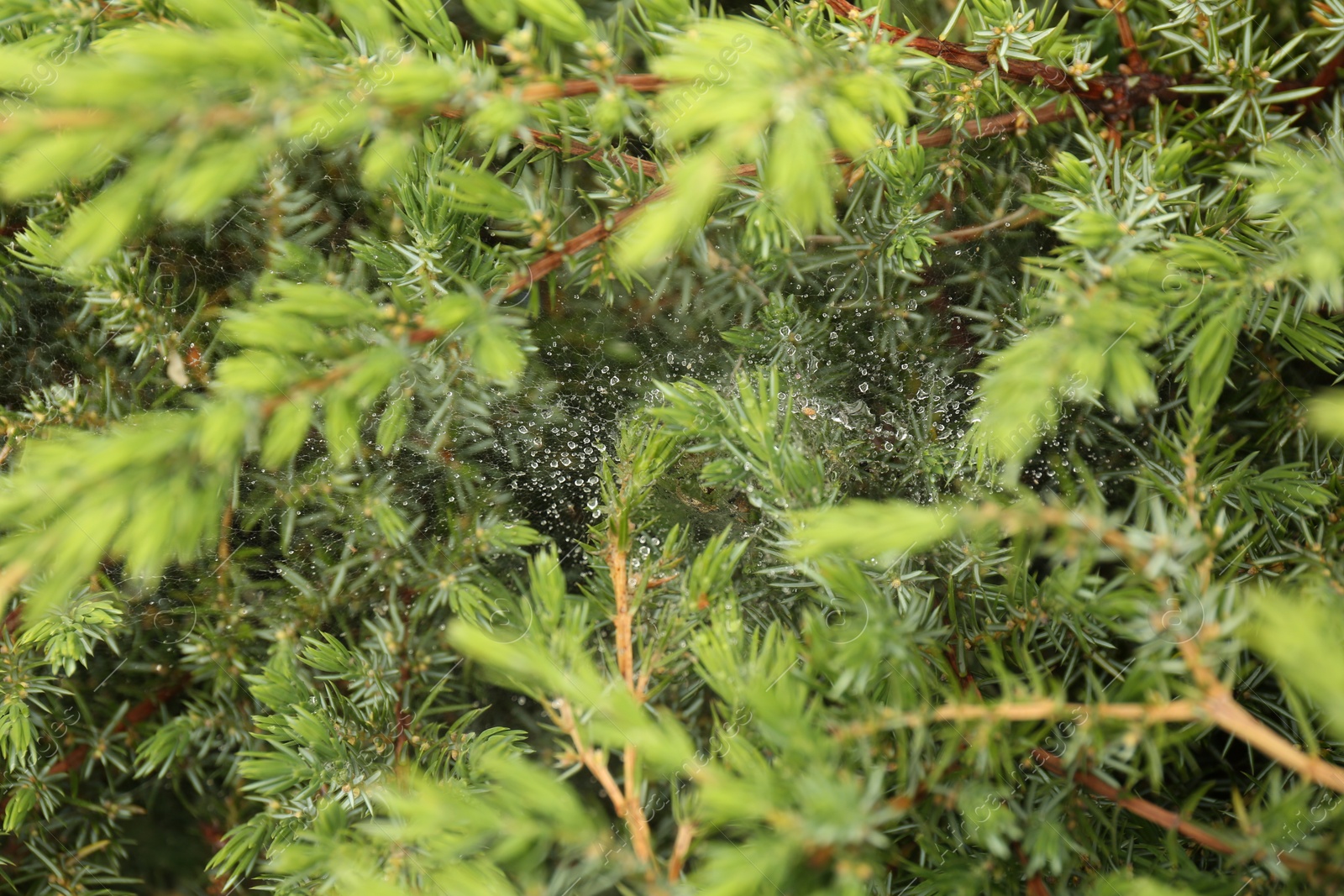 Photo of Cobweb with dew drops on juniper shrub outdoors, closeup