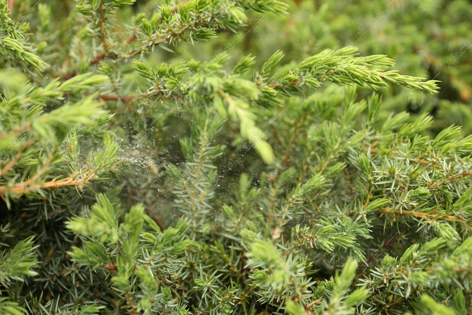 Photo of Cobweb with dew drops on juniper shrub outdoors, closeup