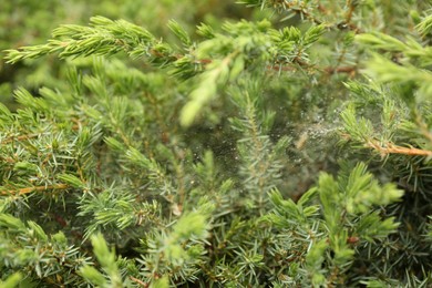 Cobweb with dew drops on juniper shrub outdoors, closeup
