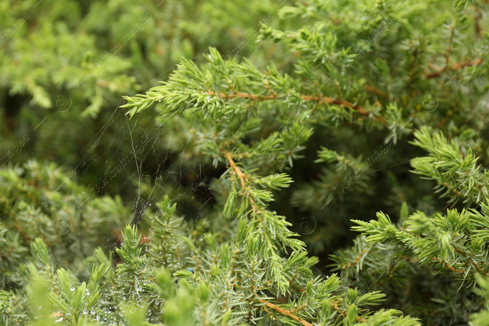 Photo of Cobweb on green juniper shrub outdoors, closeup