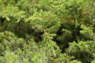 Cobweb on green juniper shrub outdoors, closeup