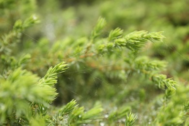 Photo of Cobweb on green juniper shrub outdoors, closeup