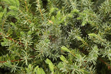 Photo of Cobweb with dew drops on juniper shrub outdoors, closeup