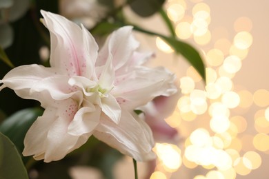 Photo of Beautiful lily flower against beige background with blurred lights, closeup