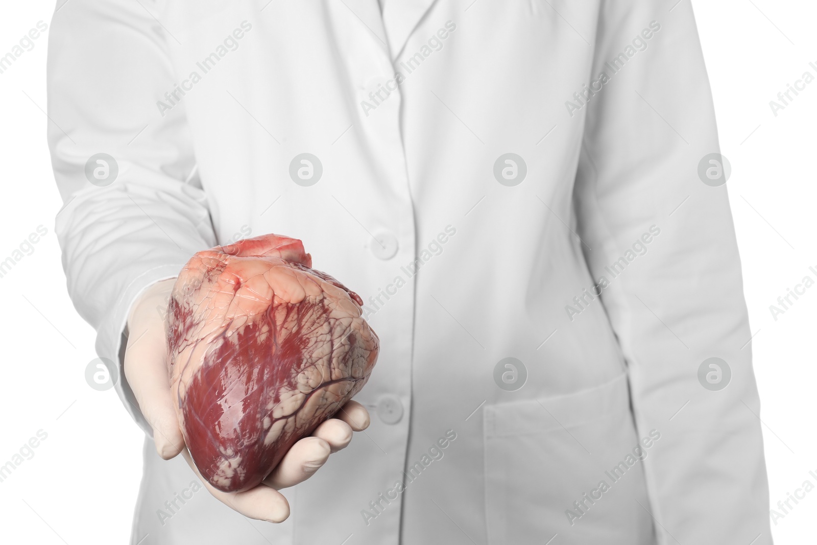 Photo of Doctor holding heart on white background, closeup