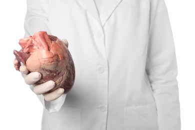 Doctor holding heart on white background, closeup