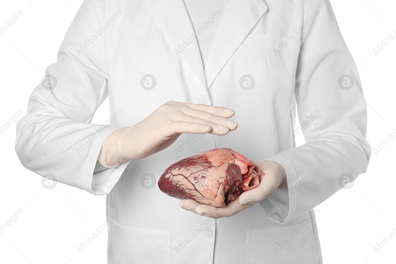 Photo of Doctor holding heart on white background, closeup