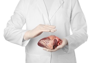 Photo of Doctor holding heart on white background, closeup