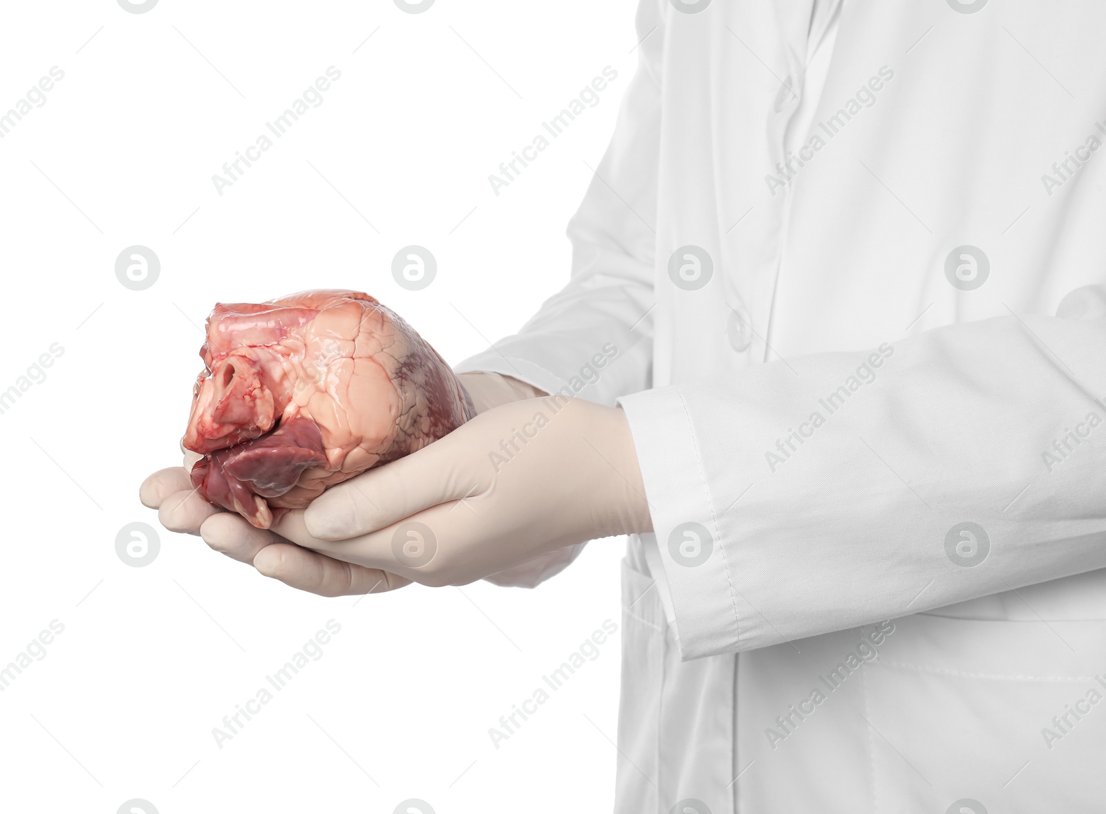 Photo of Doctor holding heart on white background, closeup