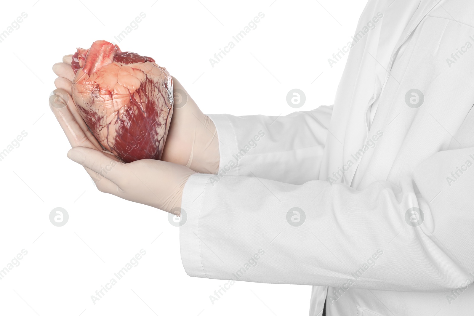 Photo of Doctor holding heart on white background, closeup