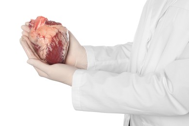 Doctor holding heart on white background, closeup