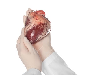 Doctor holding heart on white background, closeup