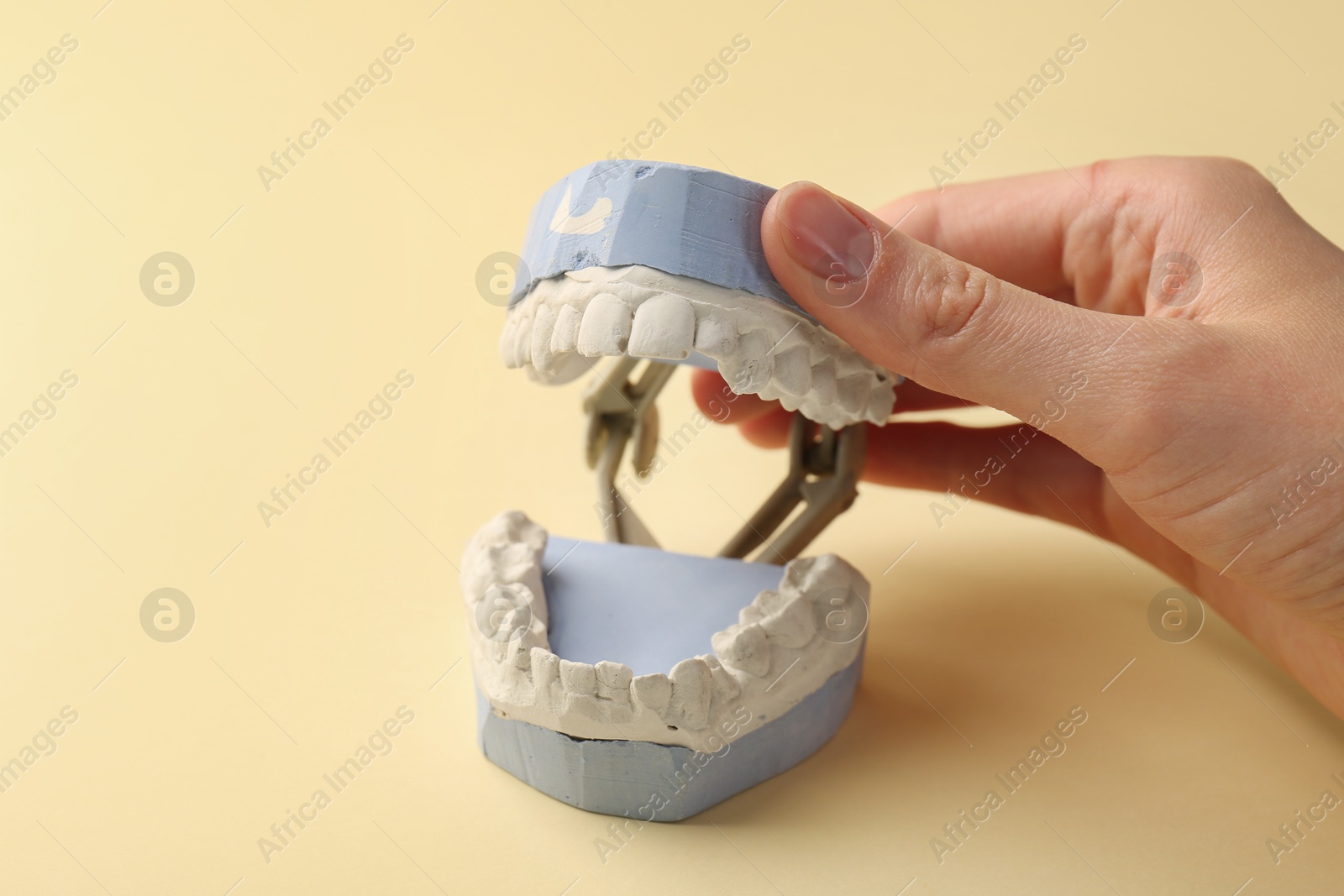 Photo of Woman holding dental model with gums on yellow background, closeup. Cast of teeth