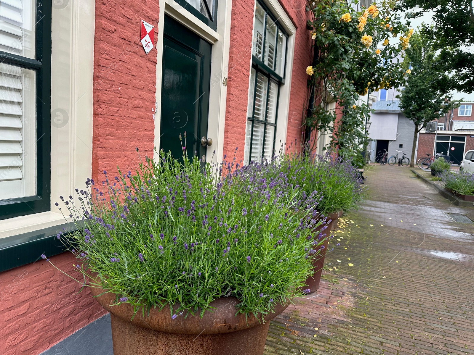 Photo of Beautiful plants growing outside houses on city street