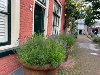 Beautiful plants growing outside houses on city street