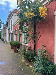 Beautiful plants growing outside houses on city street