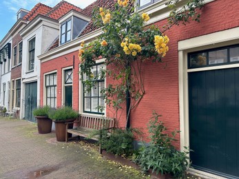 Photo of Beautiful plants growing outside houses on city street