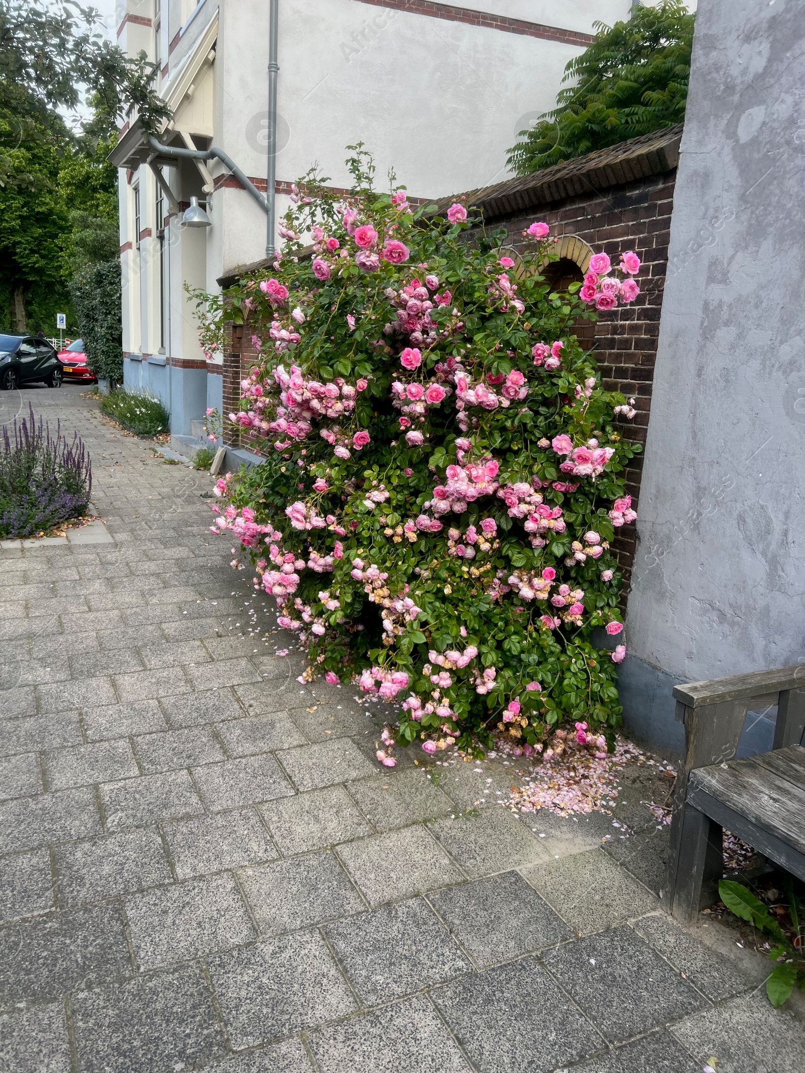 Photo of Bush with beautiful pink roses blooming on city street